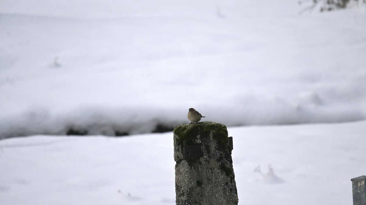 Italian Sparrow - ML626707287