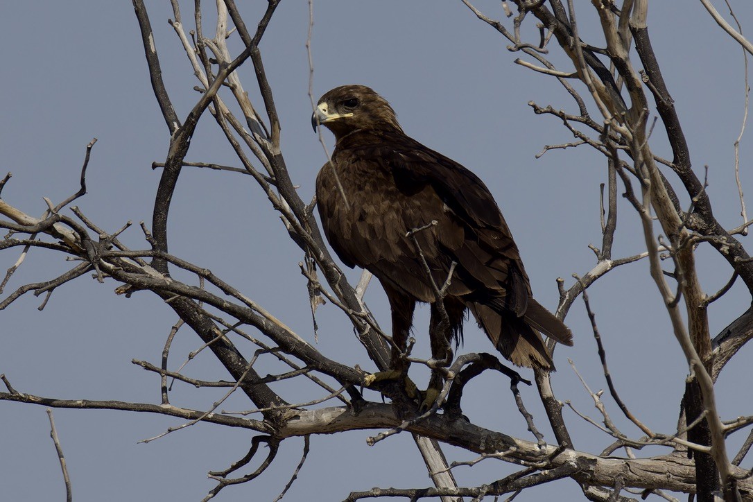 Greater Spotted Eagle - ML626707432