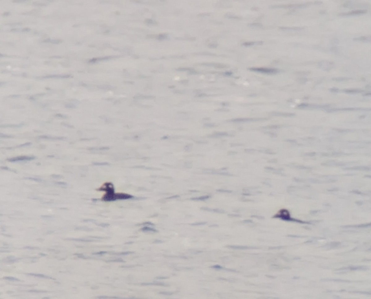 White-winged Scoter - ML626707465