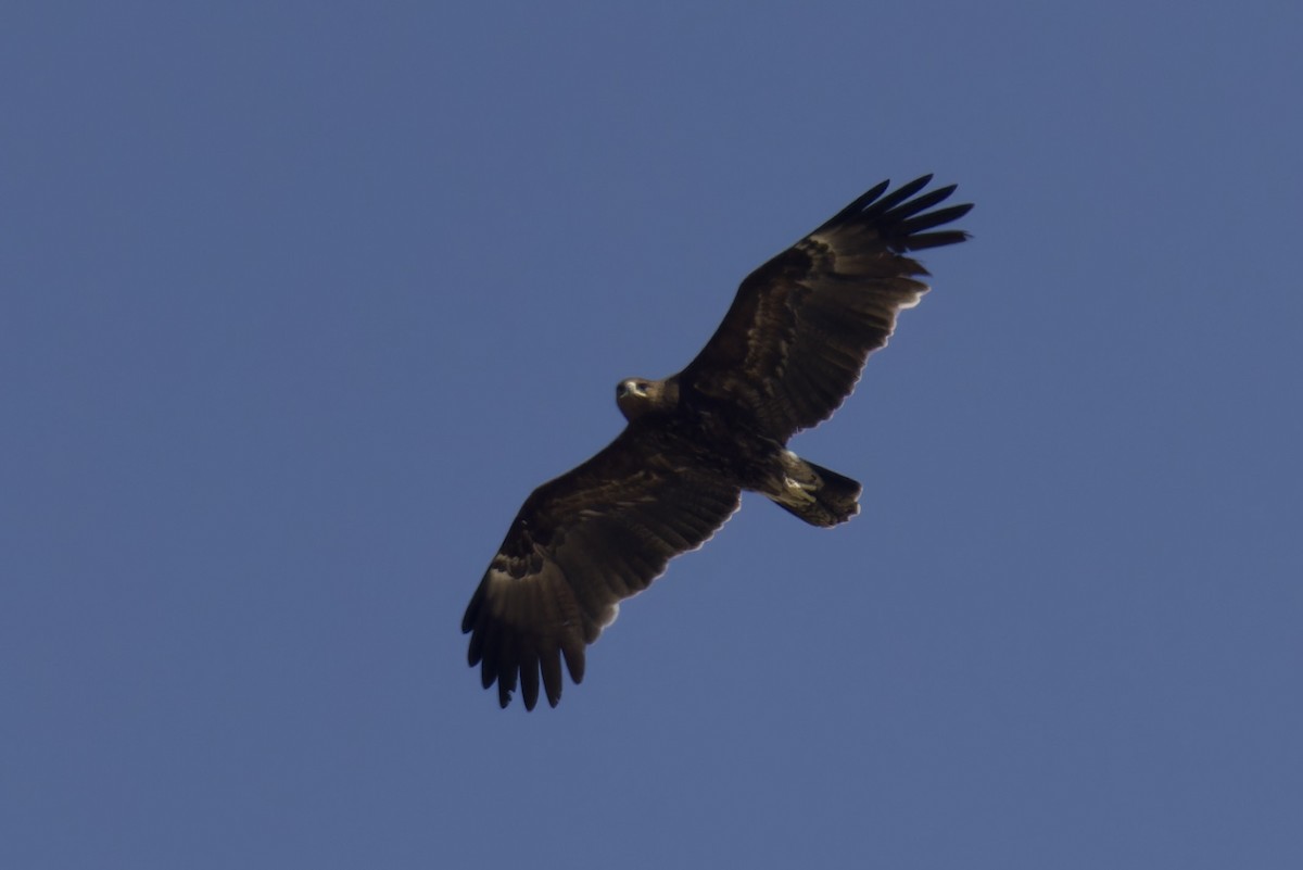 Greater Spotted Eagle - ML626707542