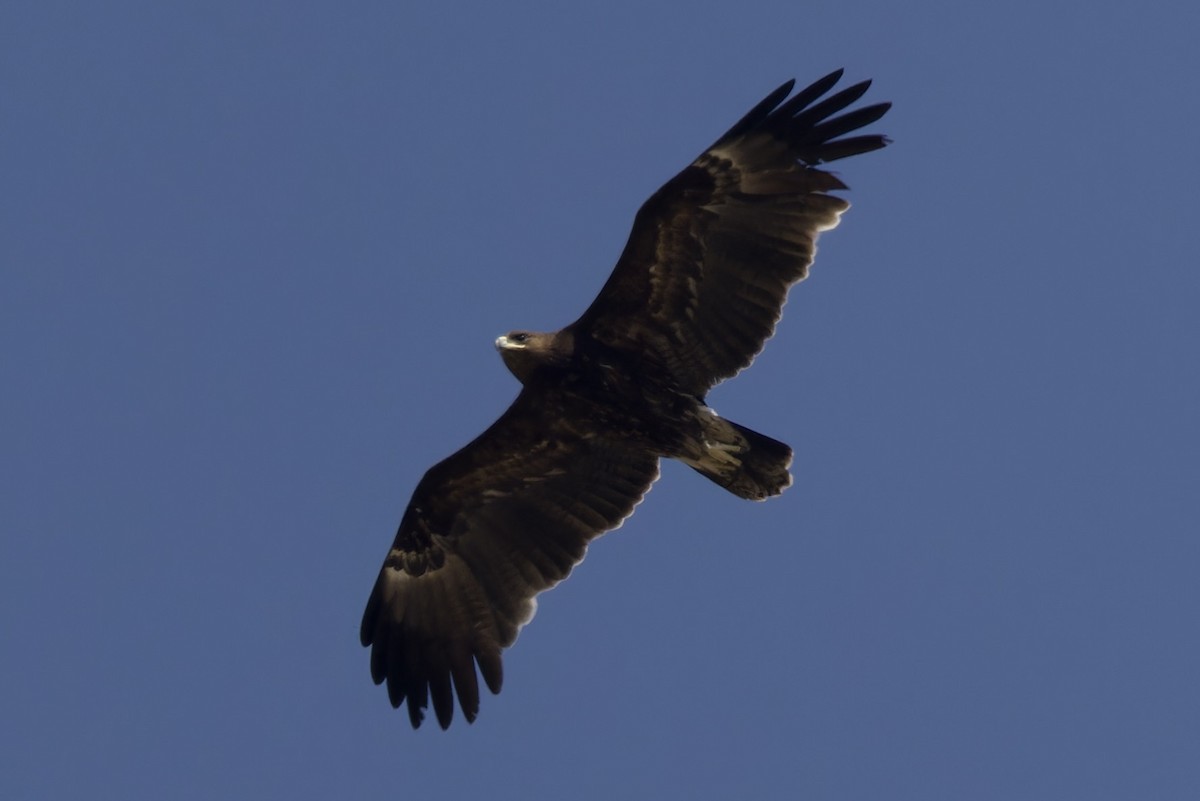 Greater Spotted Eagle - ML626707544