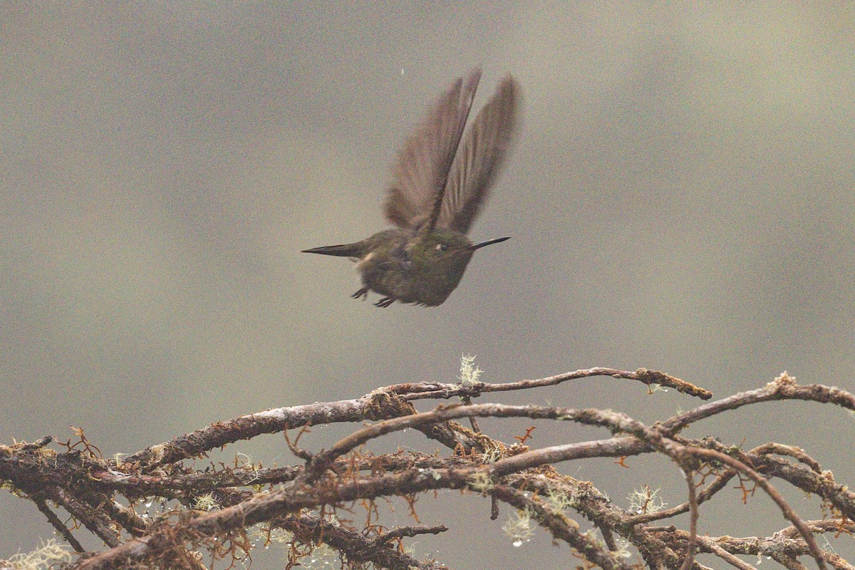 Buff-thighed Puffleg - ML626707607
