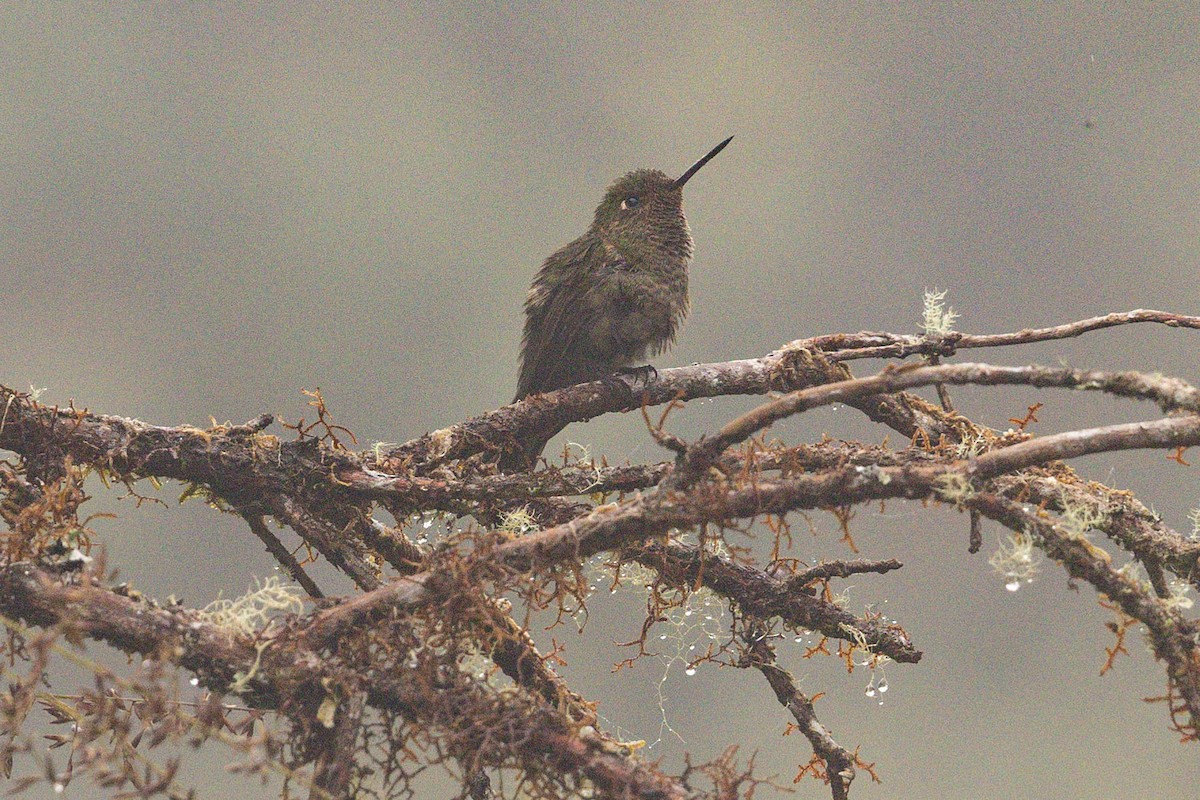 Buff-thighed Puffleg - ML626707608