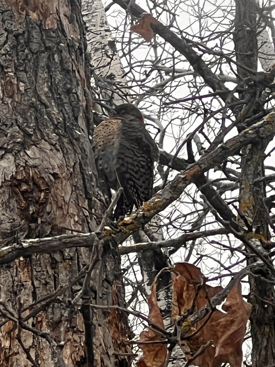 Northern Flicker - ML626707687