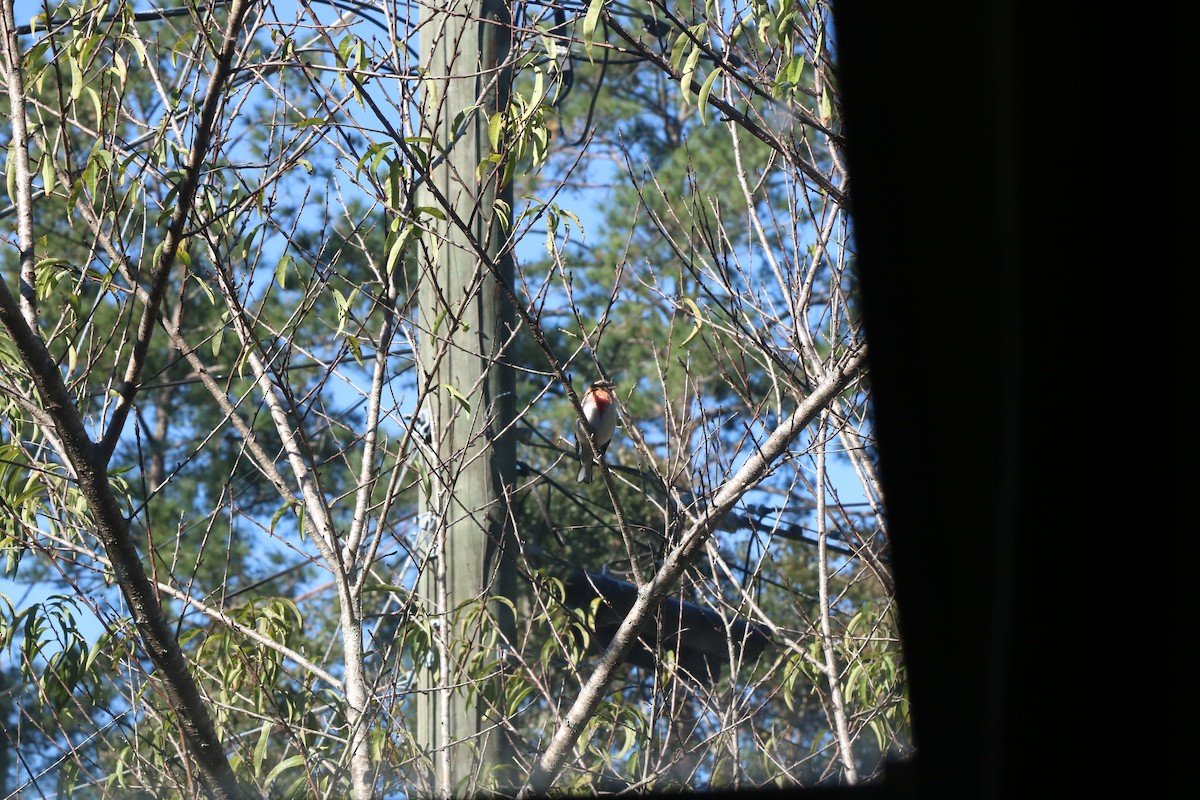 Rose-breasted Grosbeak - ML626707775