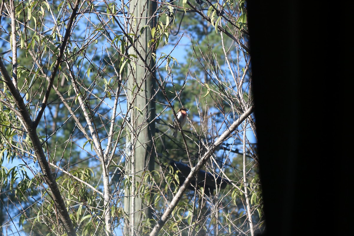 Rose-breasted Grosbeak - ML626707776