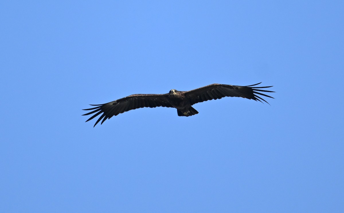 Greater Spotted Eagle - ML626707846