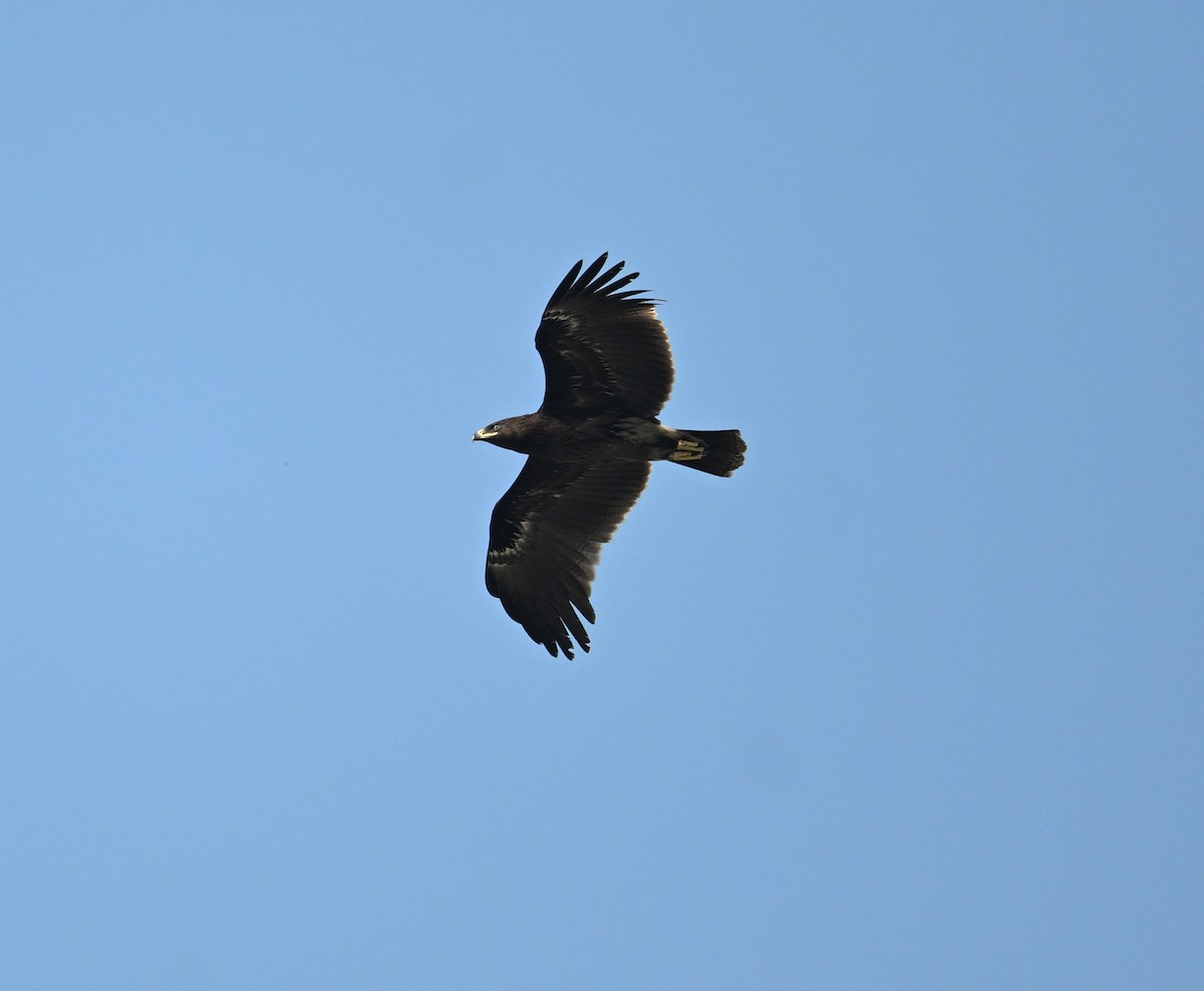 Greater Spotted Eagle - ML626707860