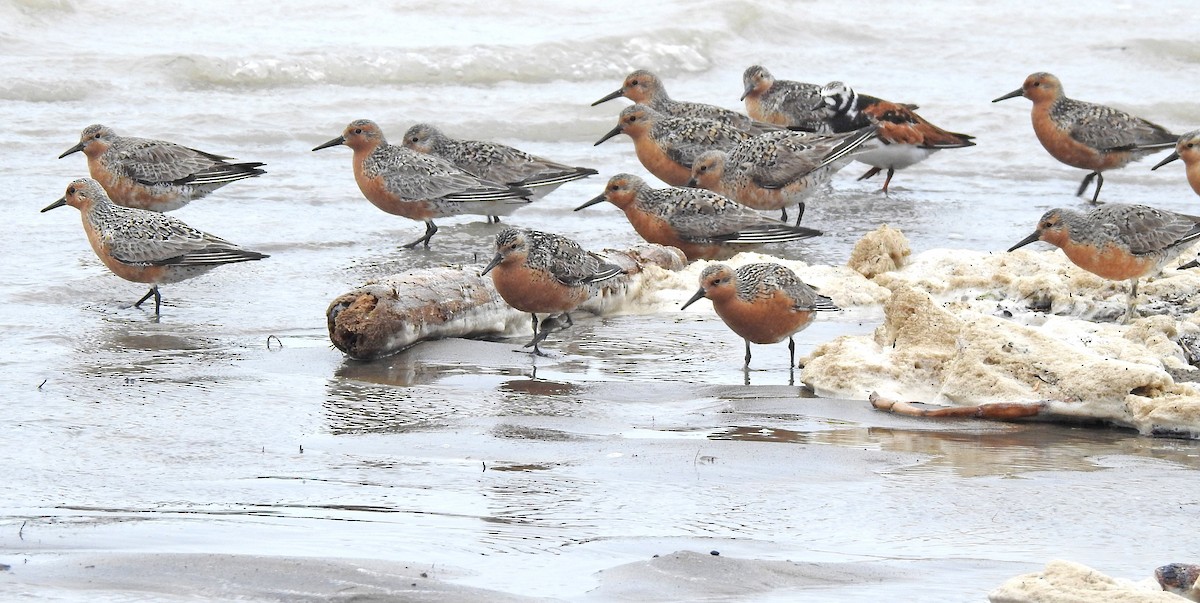 Red Knot - ML626707964