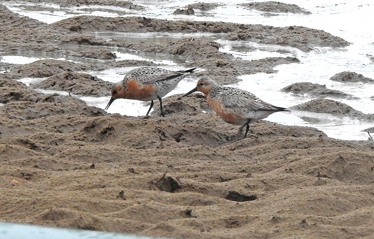 Red Knot - ML626708001