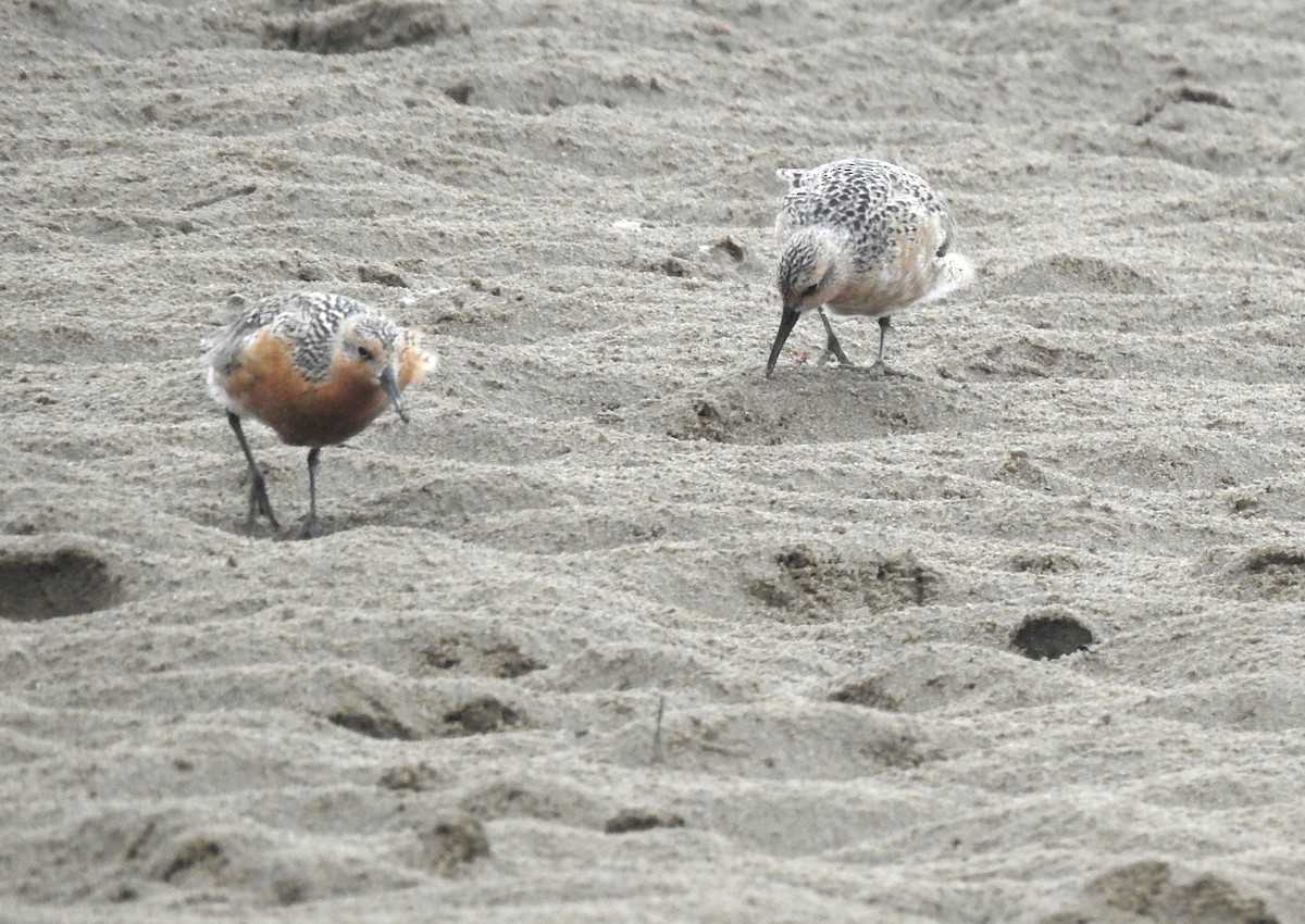 Red Knot - ML626708002