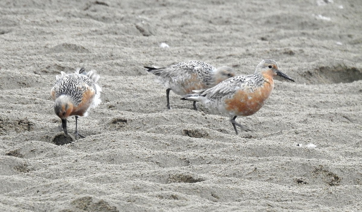 Red Knot - ML626708003