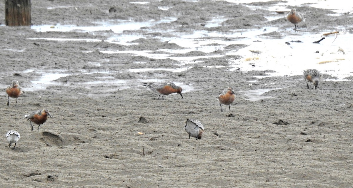 Red Knot - ML626708004