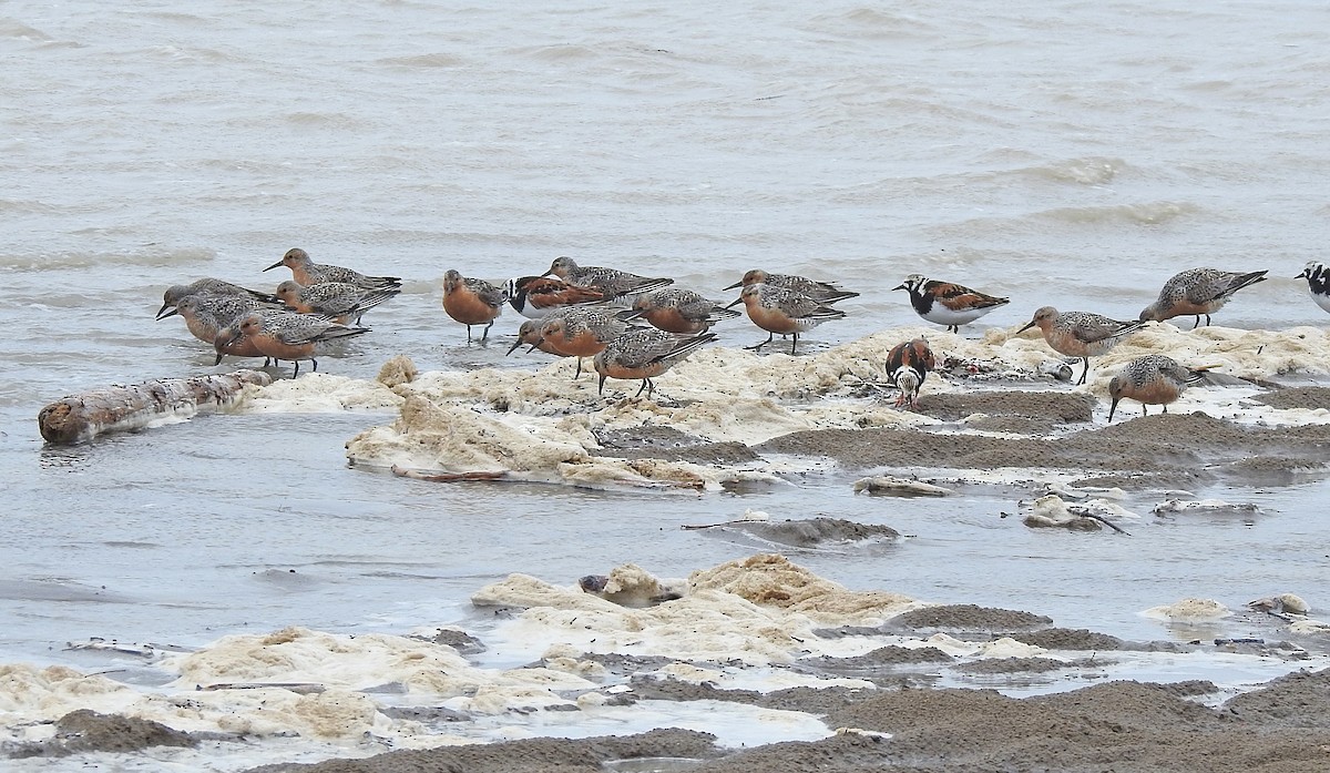 Red Knot - ML626708005