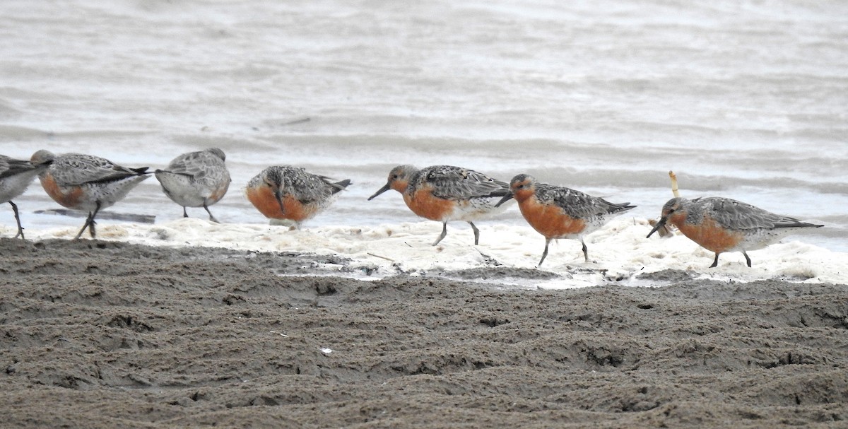 Red Knot - ML626708006