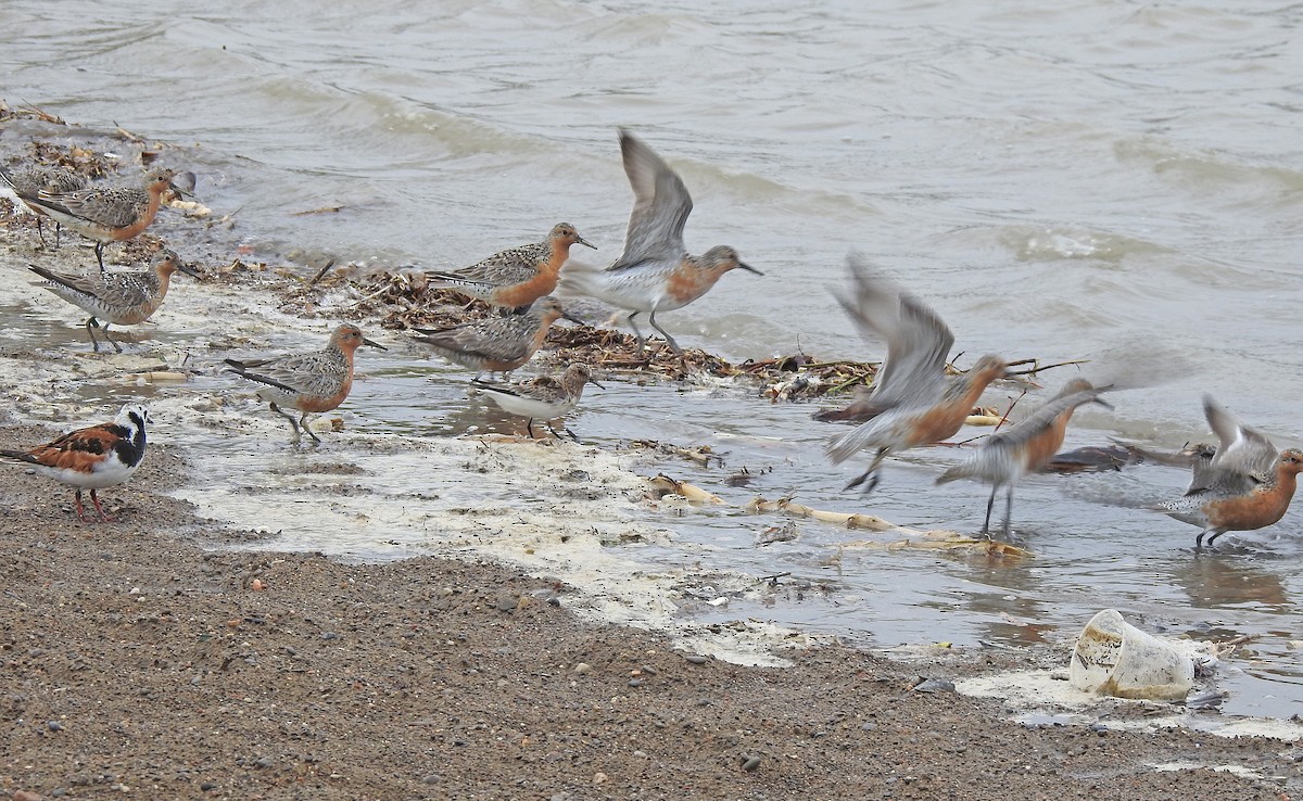 Red Knot - ML626708007