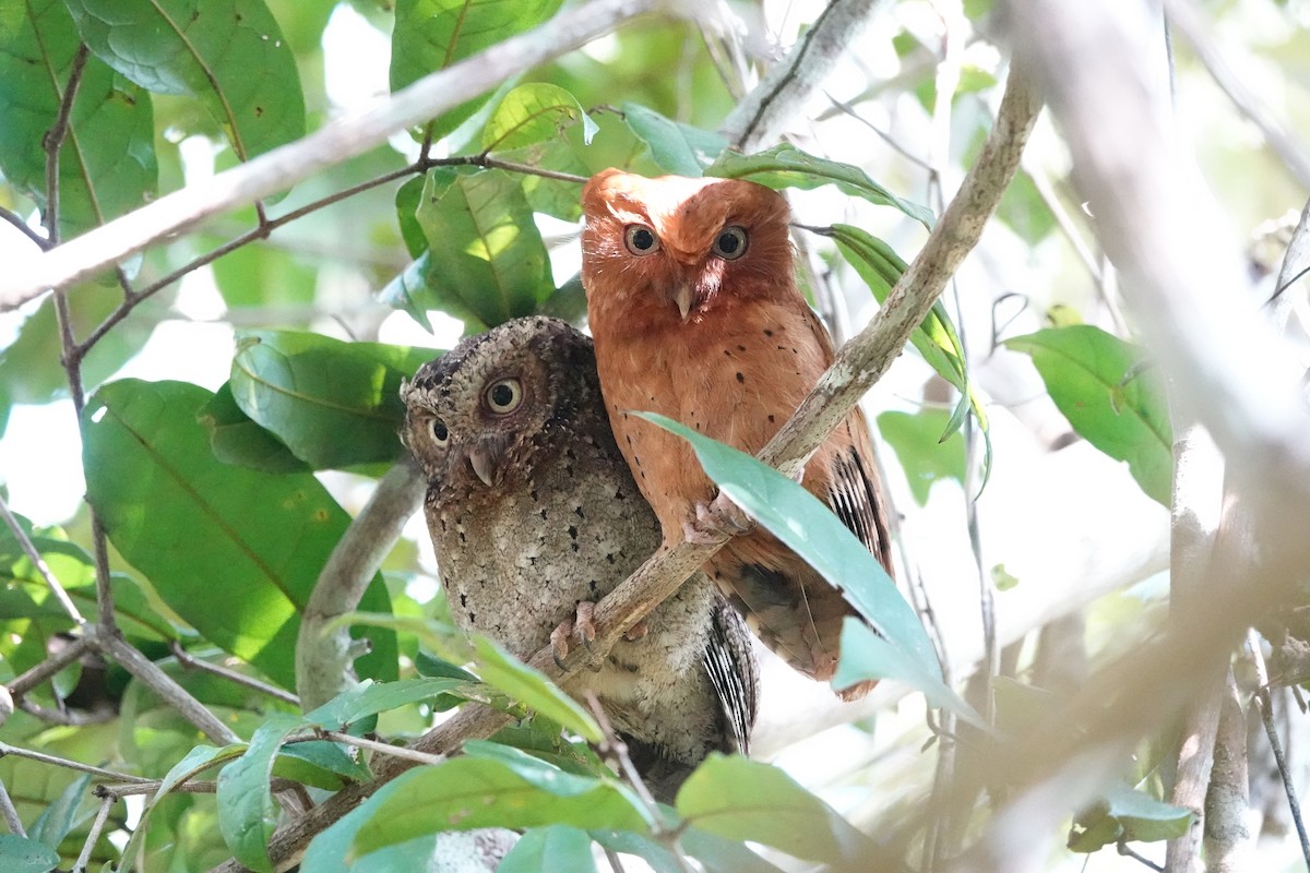 Sokoke Scops-Owl - ML626708203