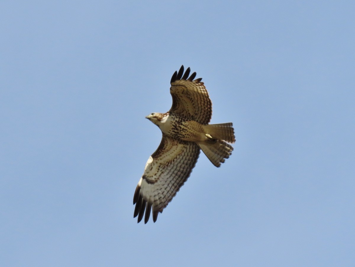Zapelatz buztangorria - ML626708241