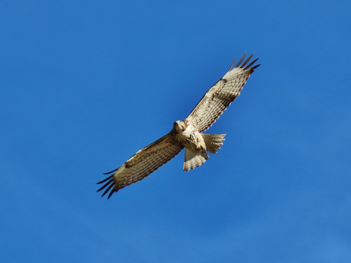 Zapelatz buztangorria - ML626708245