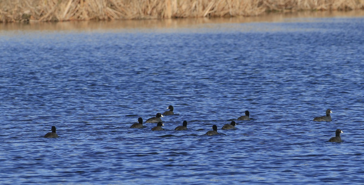 American Coot - ML626708391