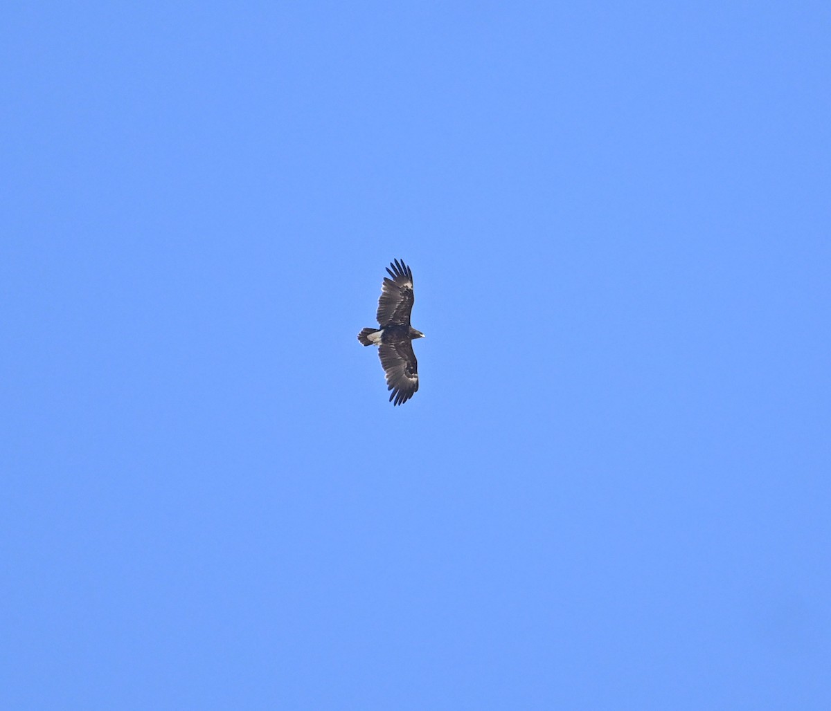 Greater Spotted Eagle - ML626708405