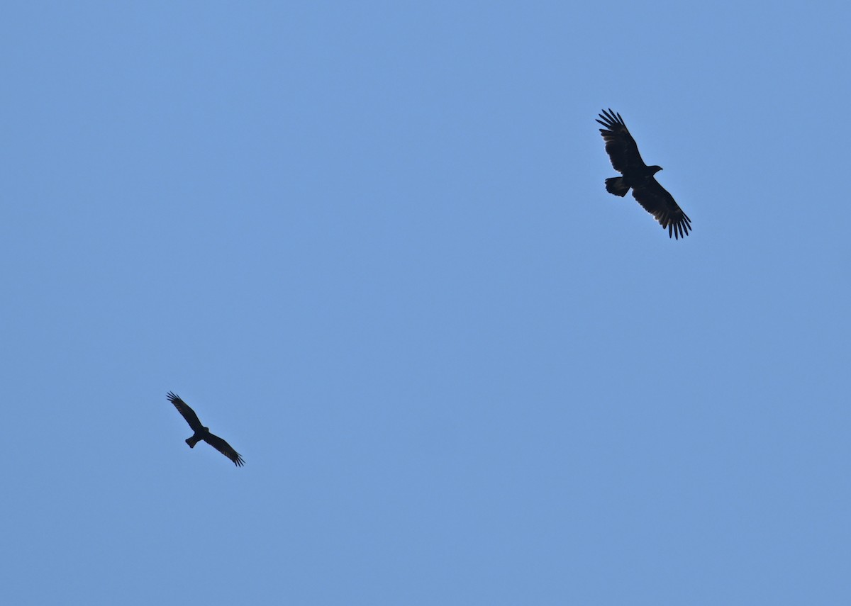 Greater Spotted Eagle - ML626708406