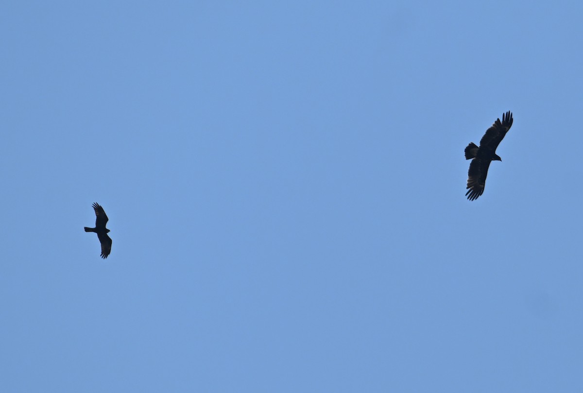 Greater Spotted Eagle - ML626708407