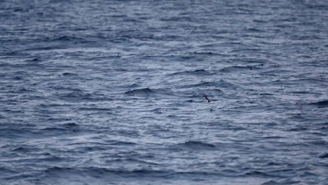 Leach's Storm-Petrel - ML626708454