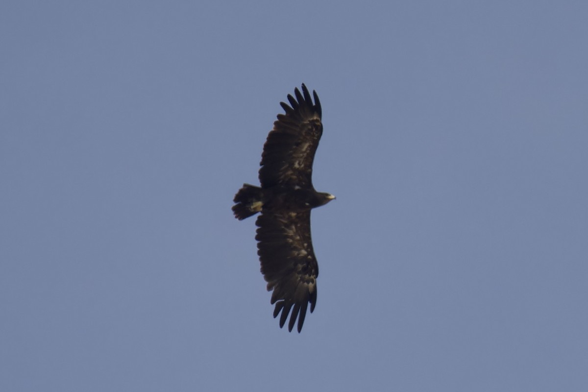 Greater Spotted Eagle - ML626708462