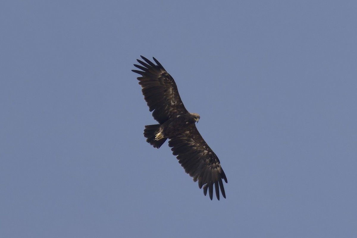 Greater Spotted Eagle - ML626708468