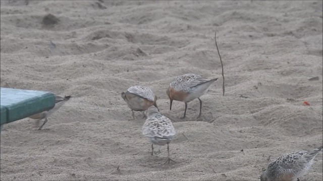 Red Knot - ML626708599