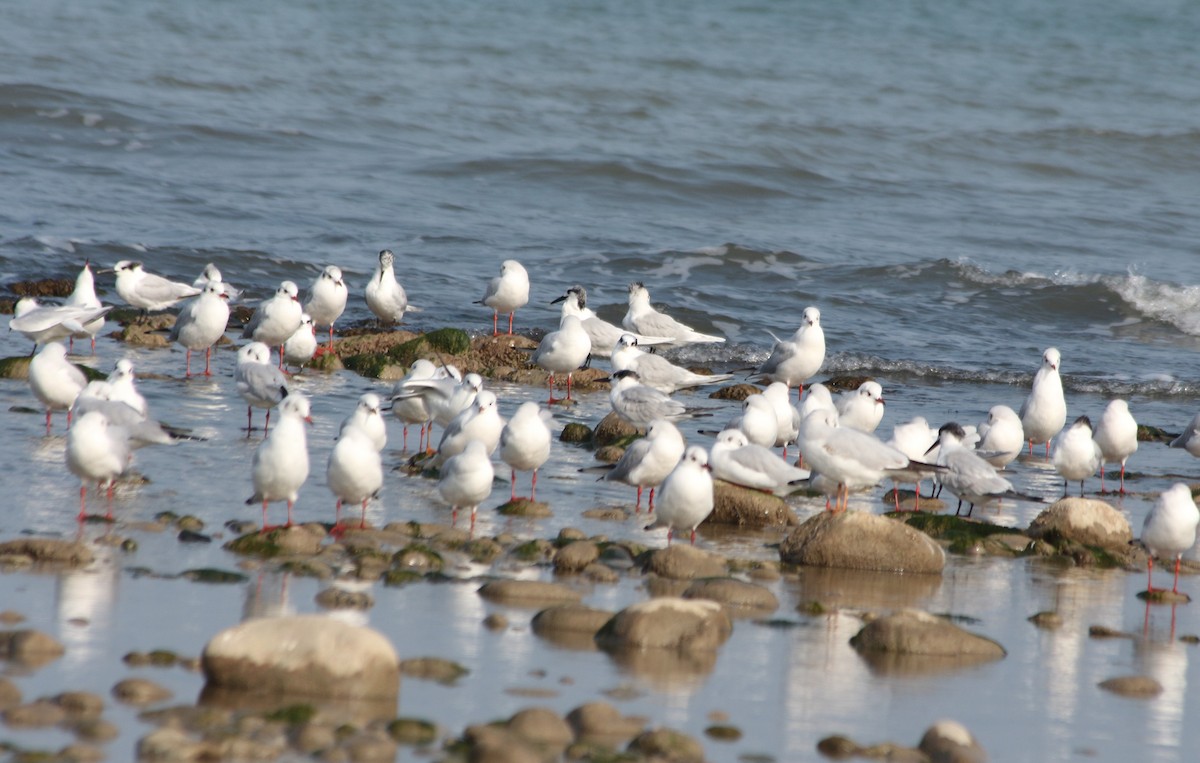 Sandwich Tern - ML626708615