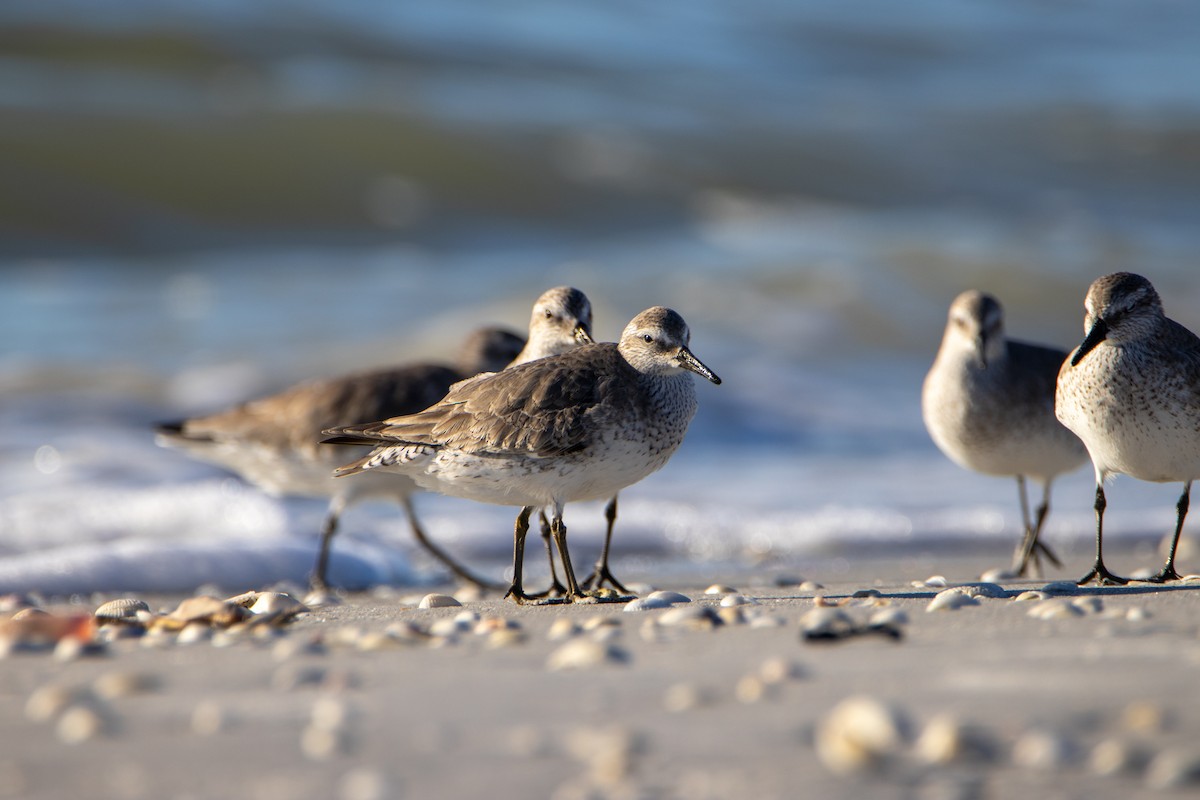 Red Knot - ML626708663