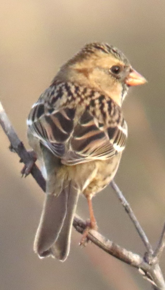 Harris's Sparrow - ML626708838
