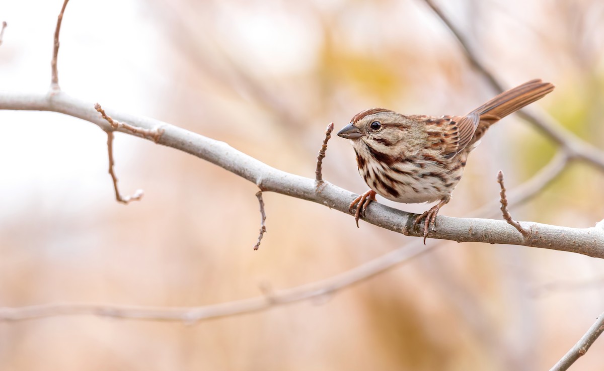 Song Sparrow (melodia/atlantica) - Connor Cochrane