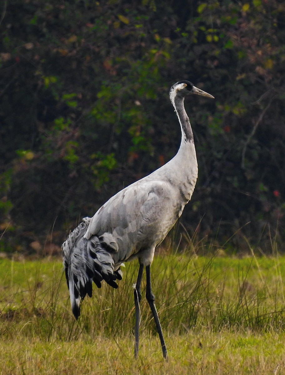 Common Crane - ML626708953