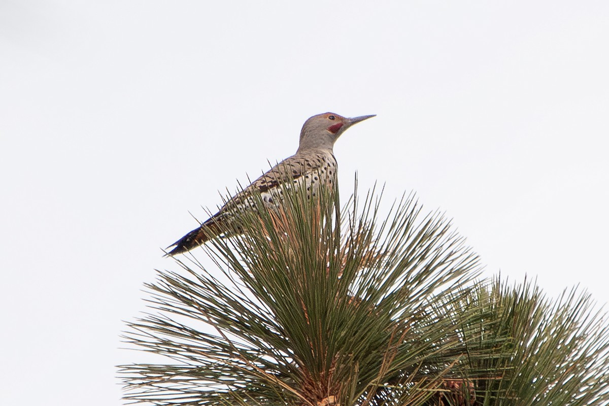 Northern Flicker (Red-shafted) - ML626708961