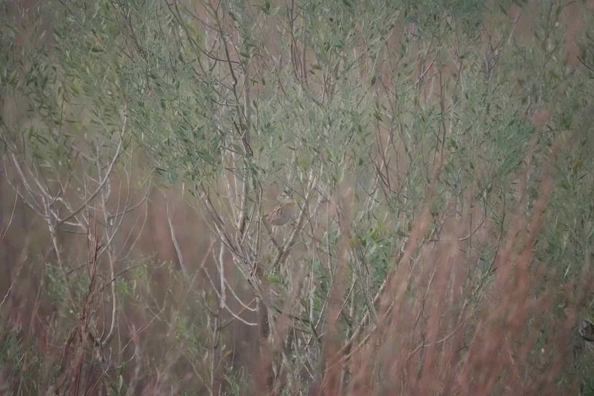 LeConte's Sparrow - ML626709034