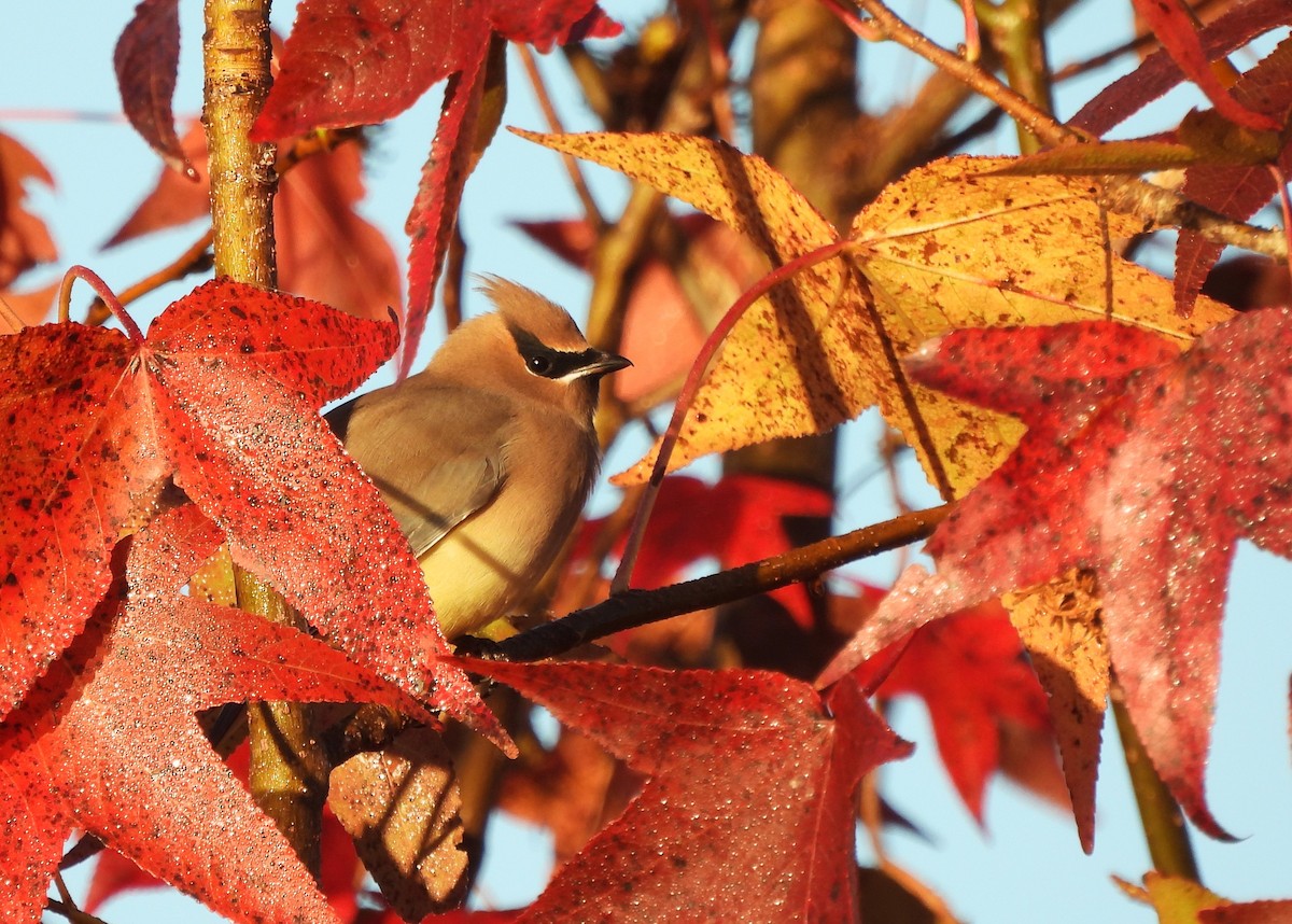 Cedar Waxwing - ML626709038