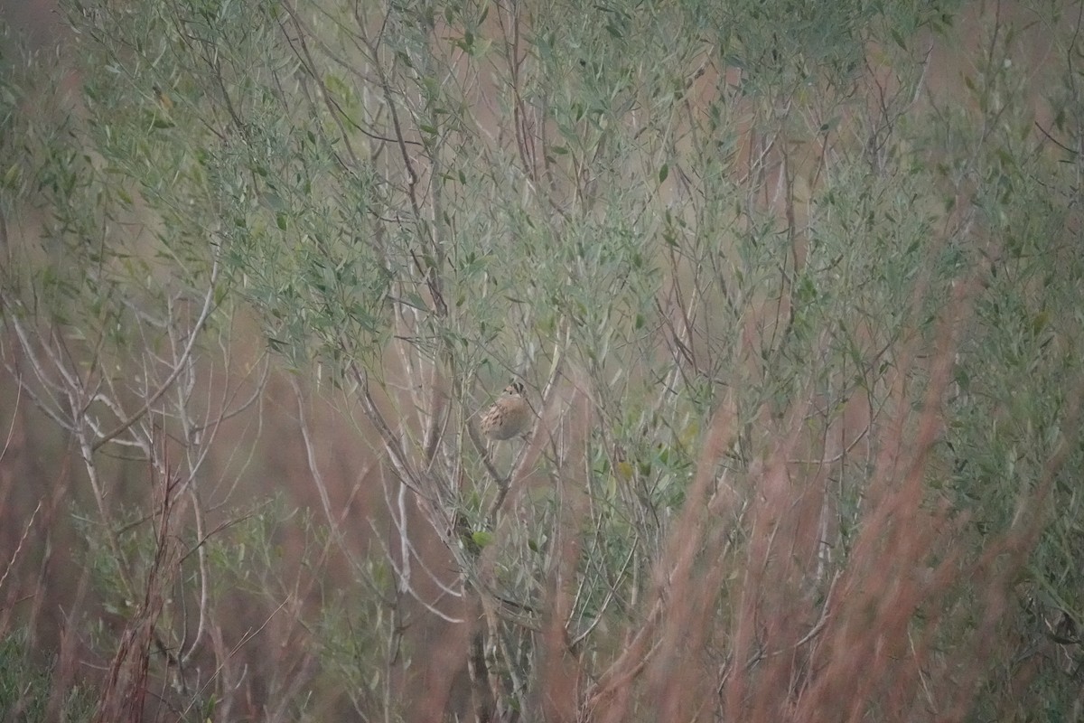 LeConte's Sparrow - ML626709045