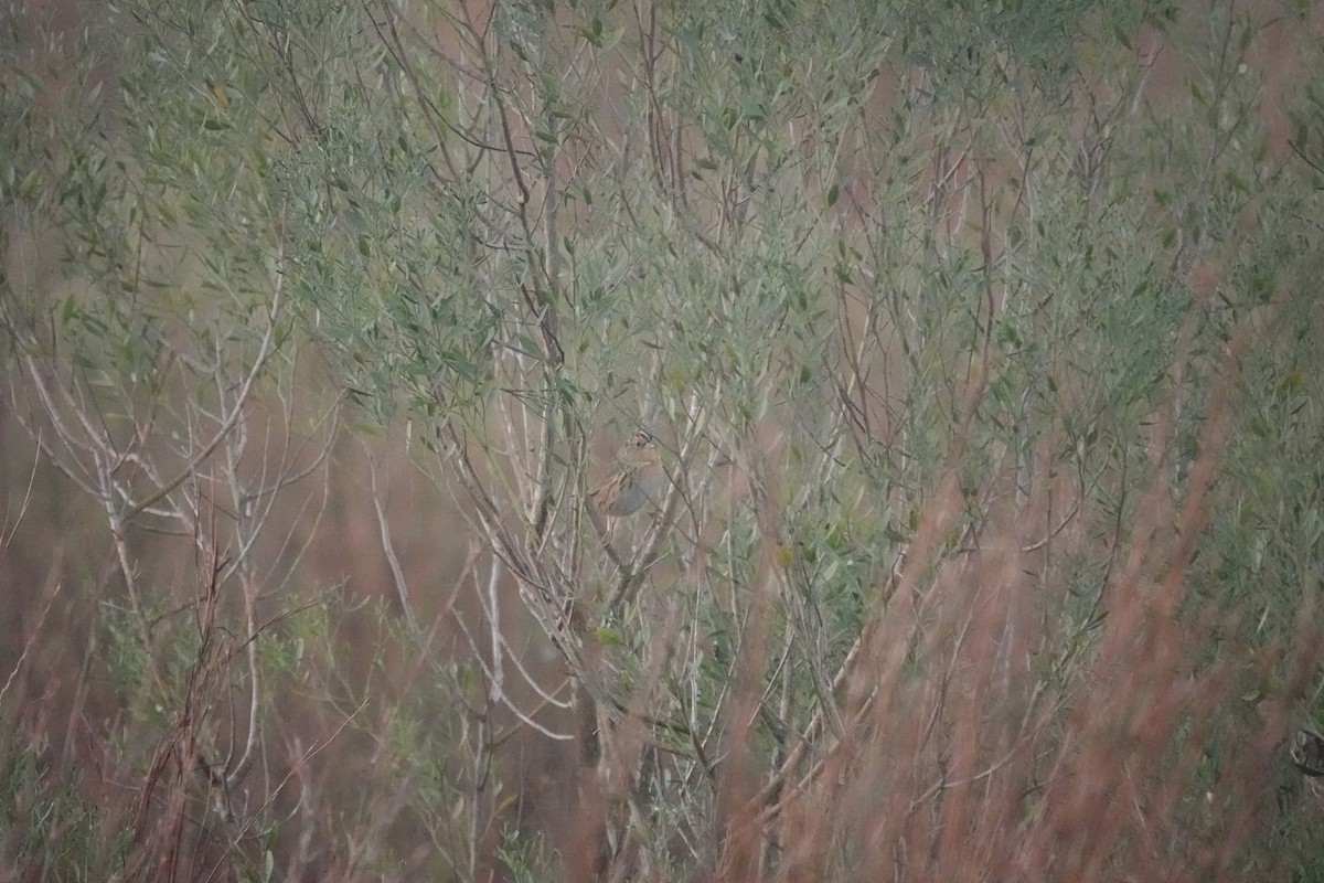 LeConte's Sparrow - ML626709055