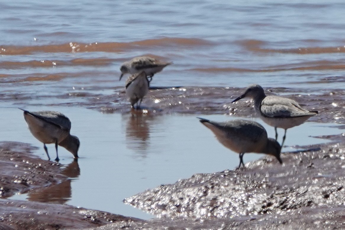 Red Knot - ML626709077