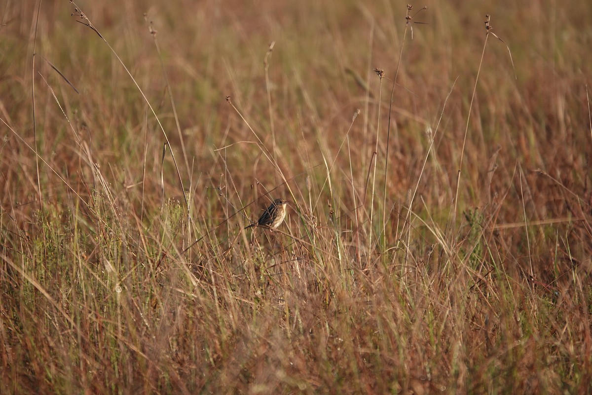 LeConte's Sparrow - ML626709097