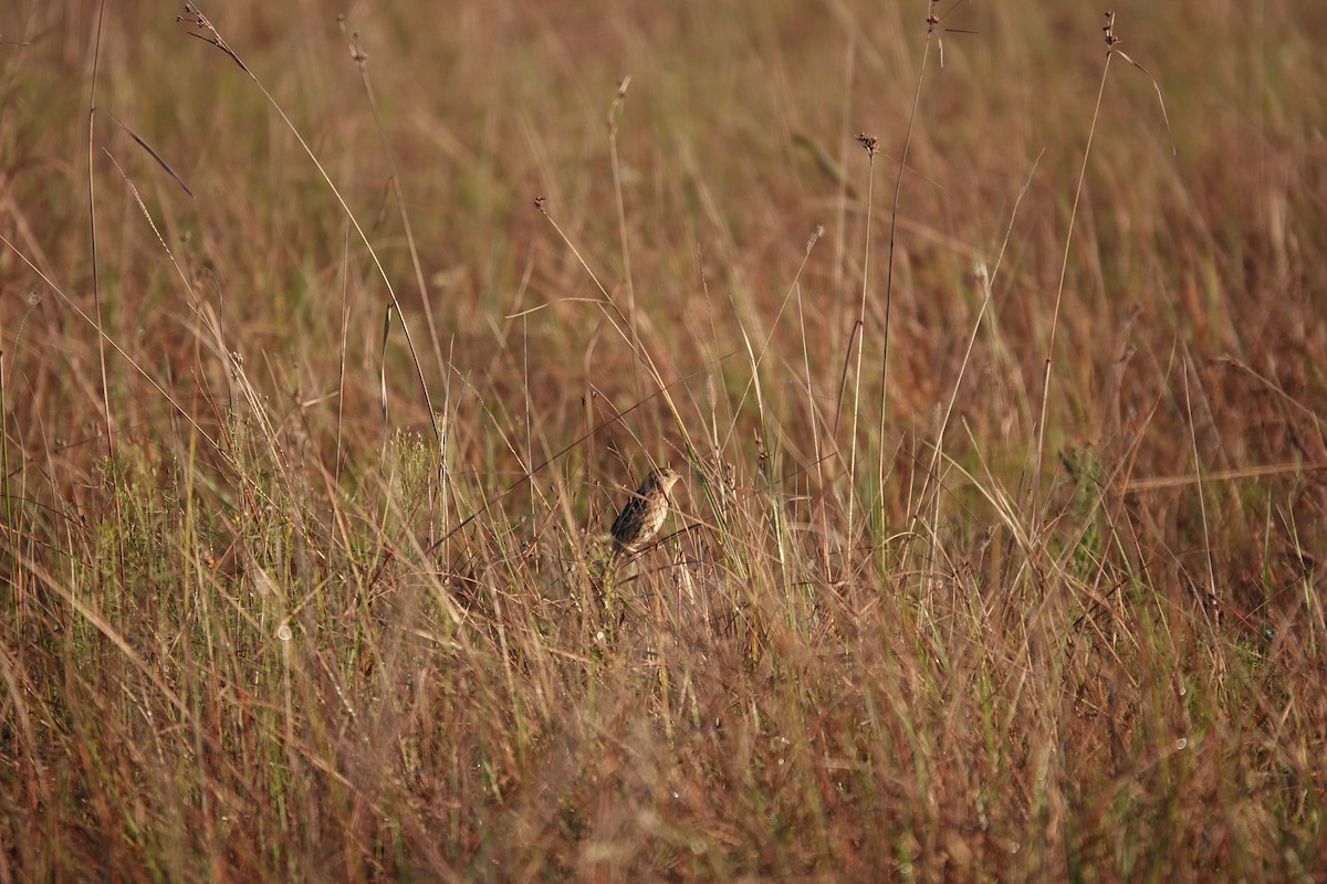 LeConte's Sparrow - ML626709124