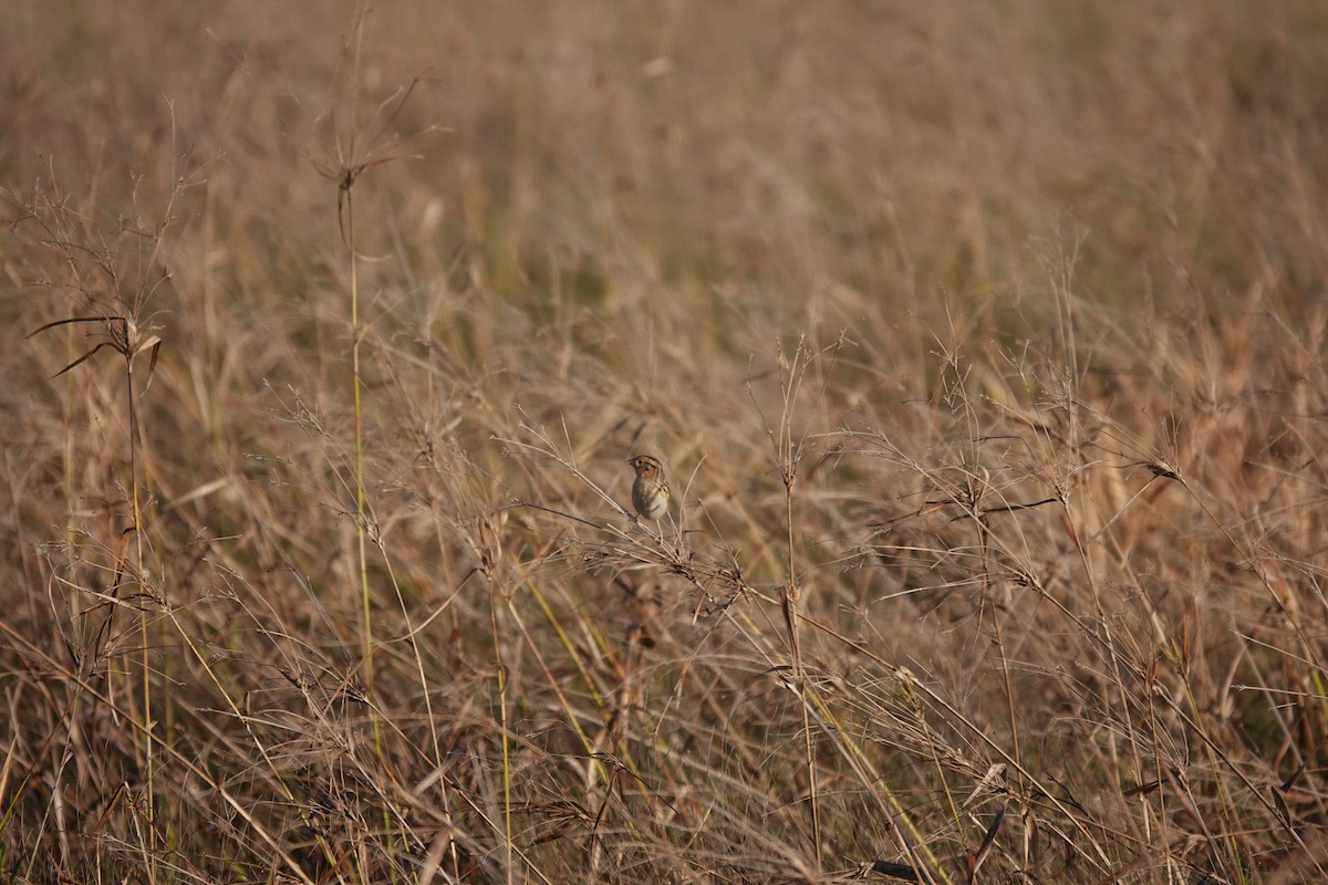 LeConte's Sparrow - ML626709154