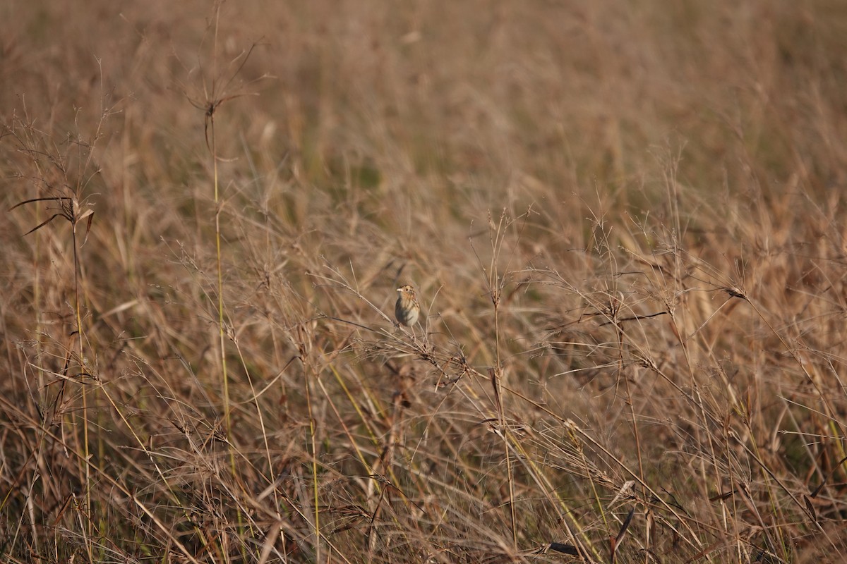 LeConte's Sparrow - ML626709164