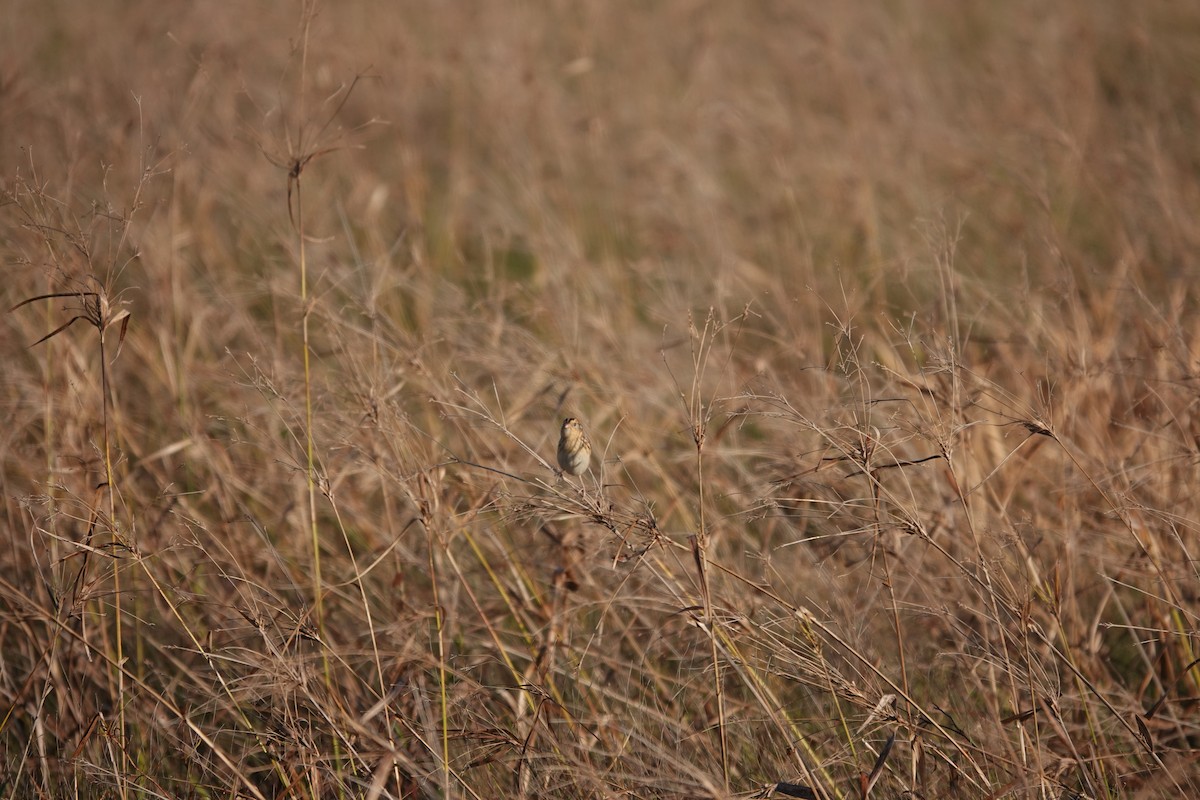 LeConte's Sparrow - ML626709180