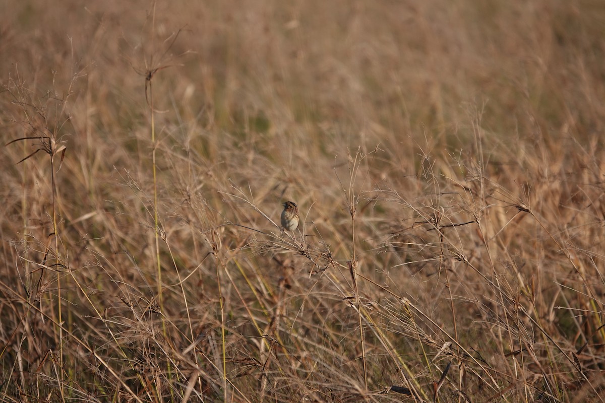 LeConte's Sparrow - ML626709200