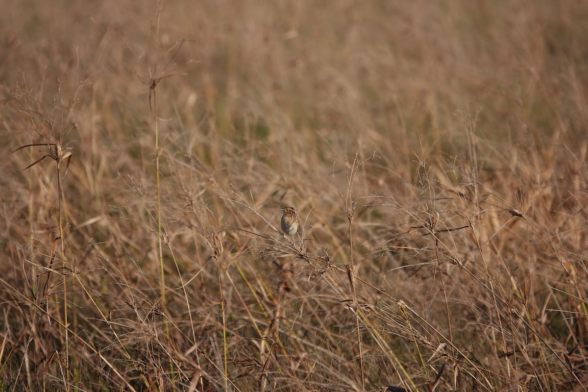 LeConte's Sparrow - ML626709227