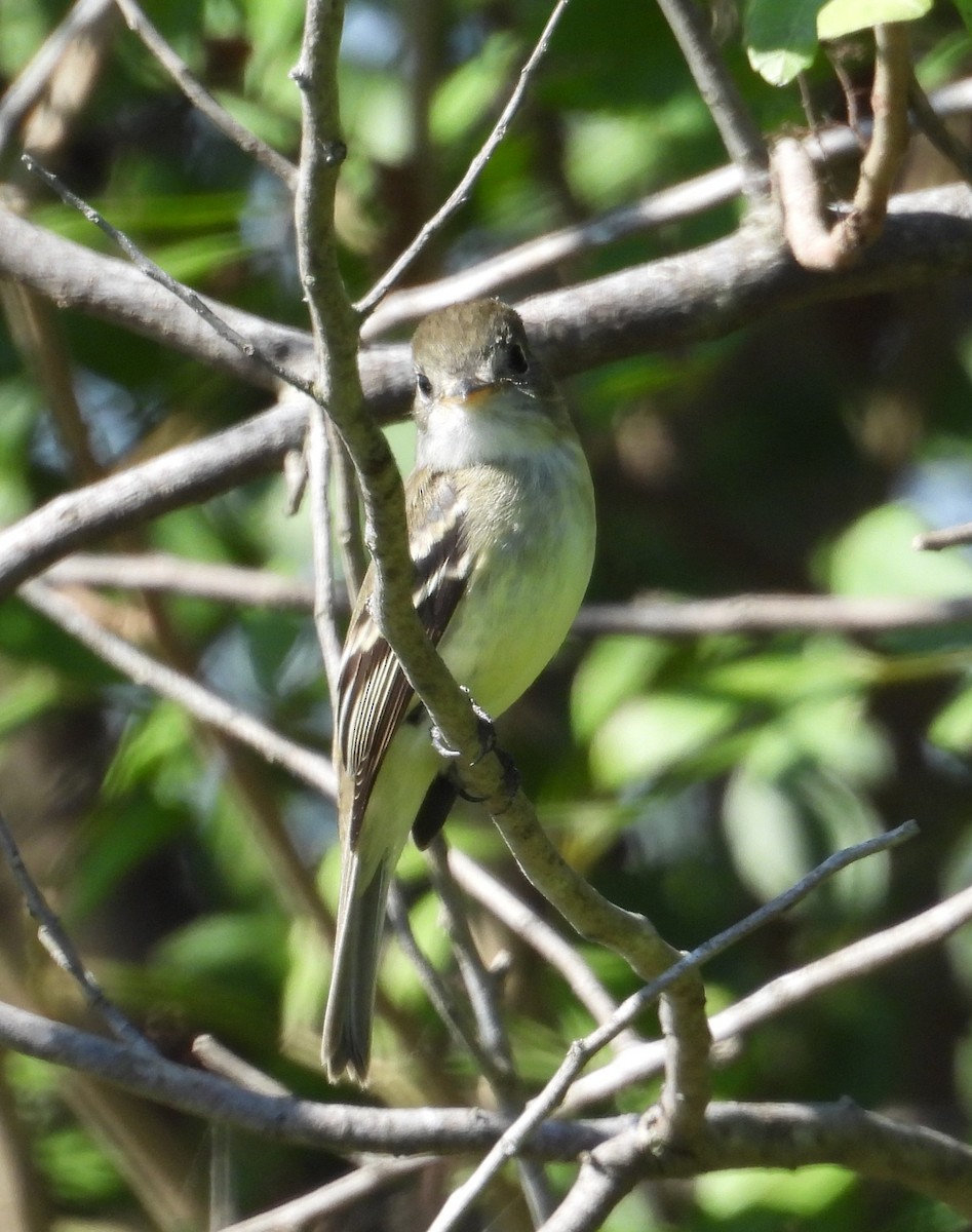 Least Flycatcher - ML626709250